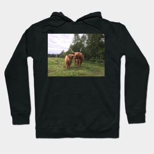 Scottish Highland Cattle Cow and Calf 1520 Hoodie